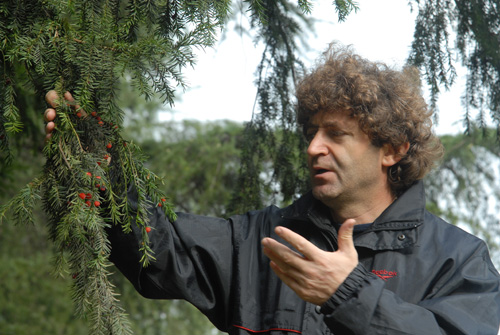 porsuk_agaci2.jpg porsuk_agaci2.jpg