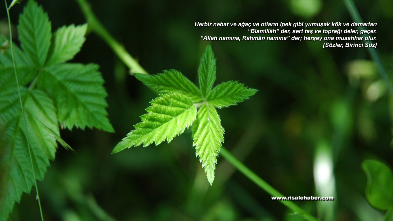 risalehaber_vecize_7.jpg risalehaber_vecize_7.jpg