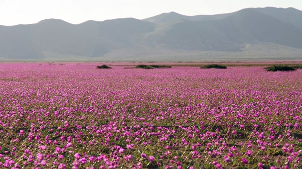 sili-atacama-colu-cicek-tarlasina-dondu-001.Jpeg