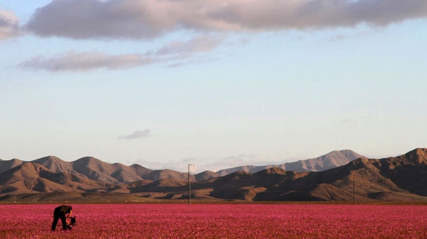 sili-atacama-colu-cicek-tarlasina-dondu.Jpeg