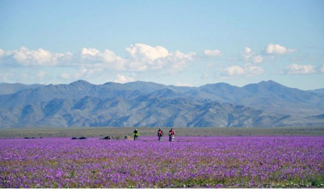 sili-atacama-colu-cicek-tarlasina-dondu.jpg
