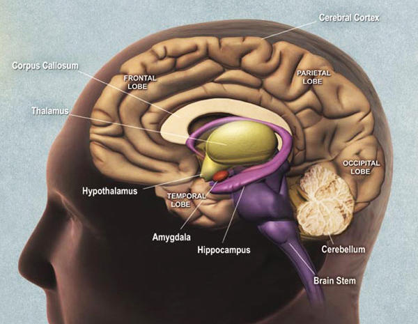 İnsan Beynindeki bölgeler